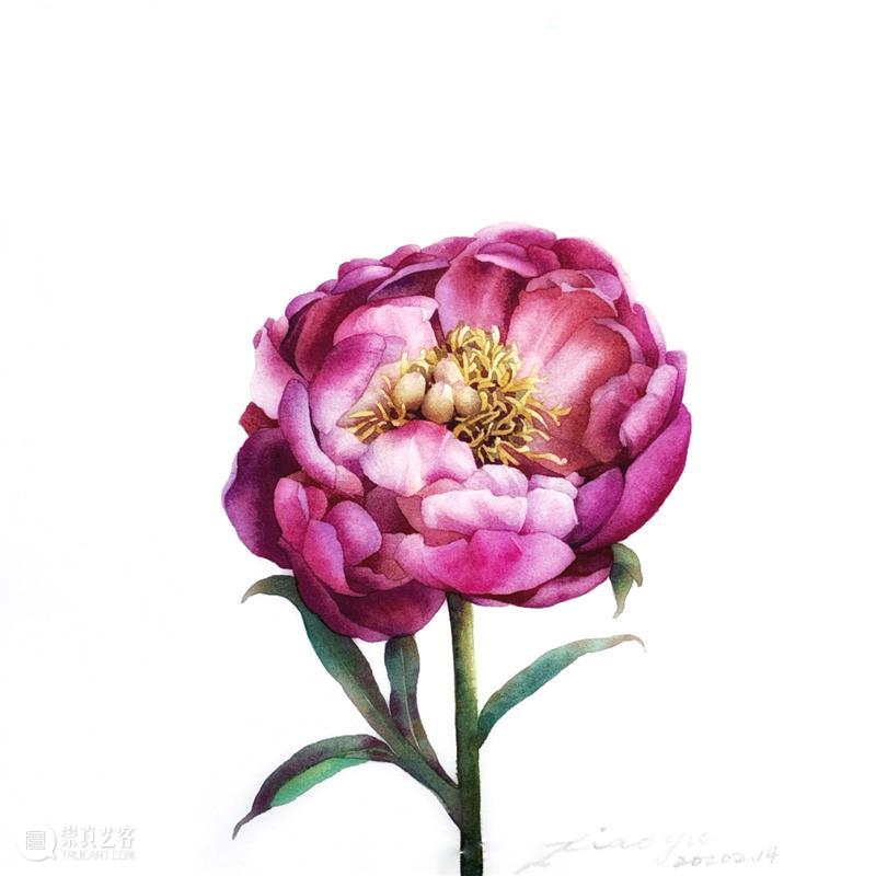 教你如何快速掌握水彩写实花卉 水彩 花卉 思路 方法 题材 步骤 查尔斯达尔文 月季花 深红色 欧月 崇真艺客