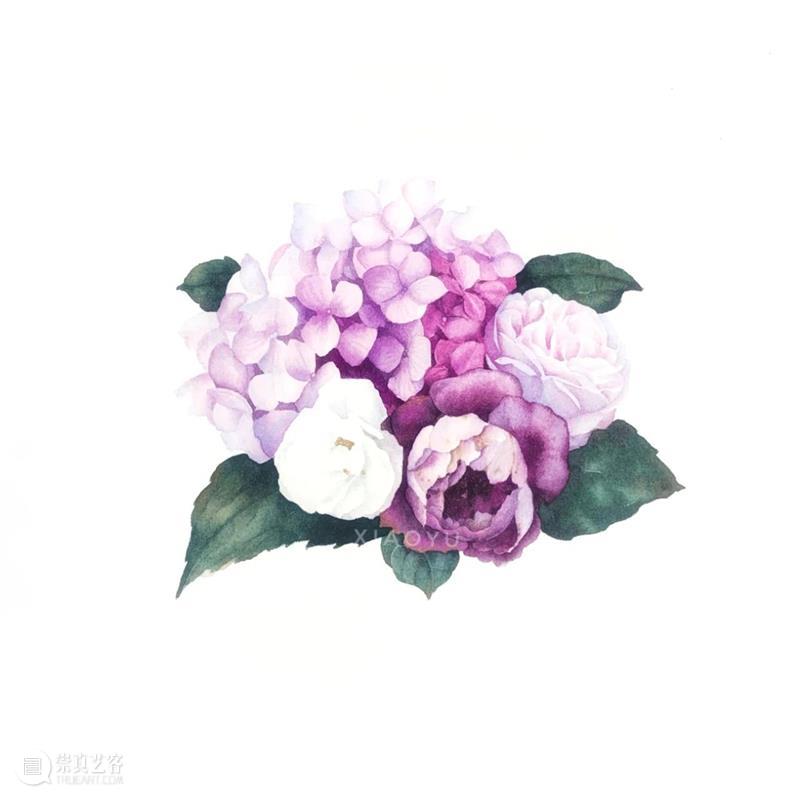 教你如何快速掌握水彩写实花卉 水彩 花卉 思路 方法 题材 步骤 查尔斯达尔文 月季花 深红色 欧月 崇真艺客