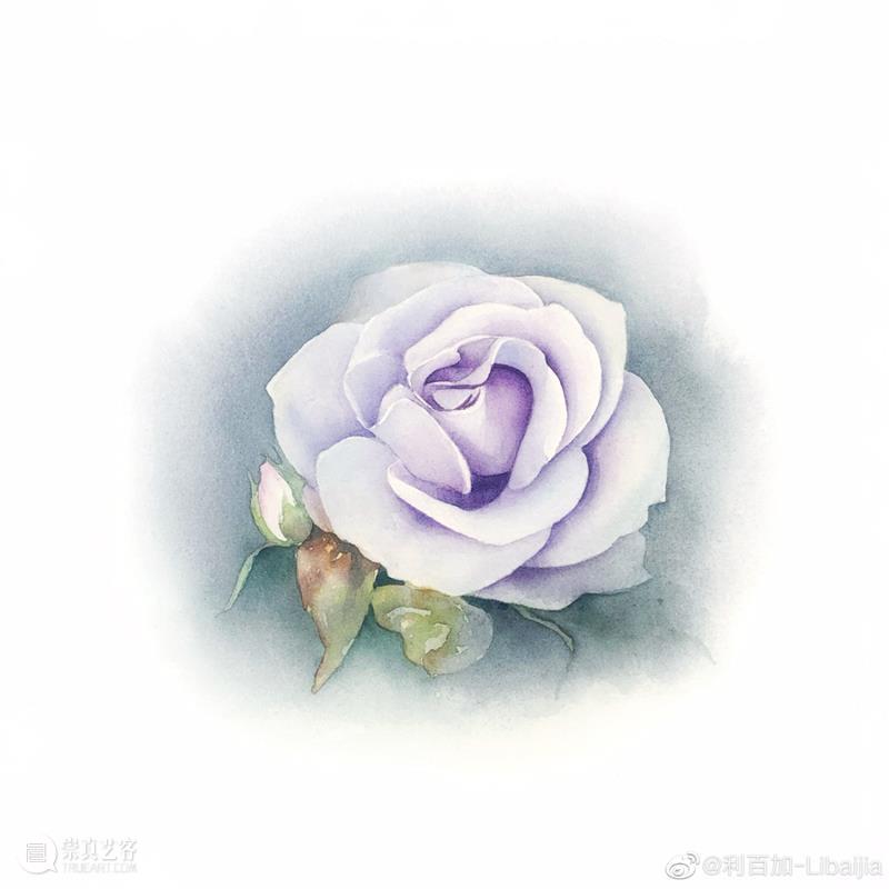 教你如何快速掌握水彩写实花卉 水彩 花卉 思路 方法 题材 步骤 查尔斯达尔文 月季花 深红色 欧月 崇真艺客