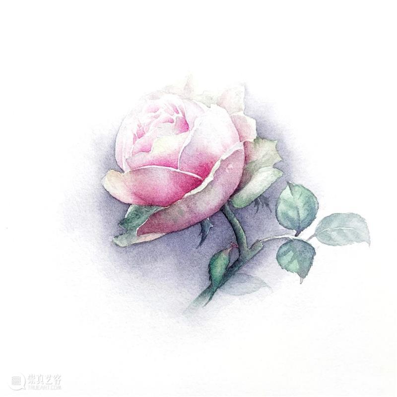 教你如何快速掌握水彩写实花卉 水彩 花卉 思路 方法 题材 步骤 查尔斯达尔文 月季花 深红色 欧月 崇真艺客