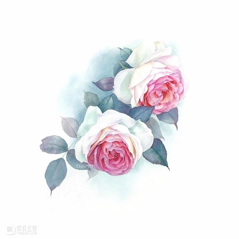 教你如何快速掌握水彩写实花卉 水彩 花卉 思路 方法 题材 步骤 查尔斯达尔文 月季花 深红色 欧月 崇真艺客