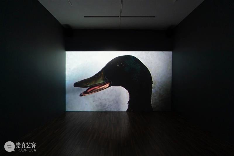 展览现场 | 许哲瑜：不寻常的某日 许哲瑜 现场 艺术家 许哲 Hsu Che 展期 地点 上海市 莫干山路50号4号楼 崇真艺客