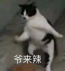 万茜新片《兔子暴力》曝新预告；吴京和“星爵”合作新片 万茜 新片 兔子暴力 吴京 星爵 影视 好剧 小豆 黄觉 李庚希 崇真艺客