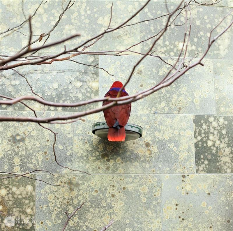 展览 EXHIBITION | 鸟的画像 Portrait d’oiseau | 杜梦堂 (巴黎) Portrait oiseau 杜梦堂 巴黎 EXHIBITION 画像 现场 oiseau群展 Group 艺术家 崇真艺客
