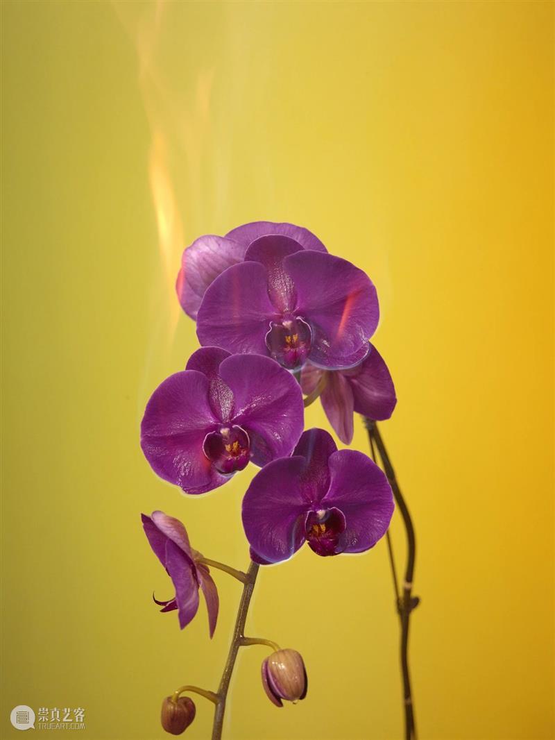 以花之名 | 蒋志:我只想让你愉悦,短暂,唱着歌,说,短暂。 蒋志 明珠美术馆 艺术群展 国内外 艺术家 主题 展期 作品 现场 湖南 崇真艺客