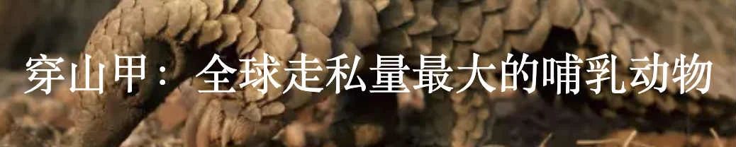 拯救野生动物计划也许弊大于利 野生动物 计划 GETTY利维坦 买卖 宣传语 要害 问题 背后 利益 暴利 崇真艺客