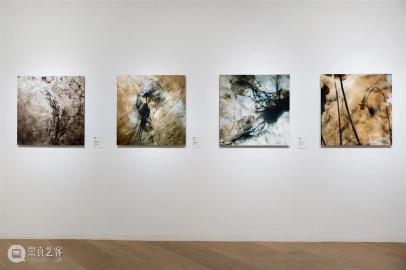 以花之名延展中 | 陈丹燕《律令》刘真辰《愈》新作发布 陈丹燕 律令 刘真辰 新作 现场 新年 揭幕 看点 作家 首件 崇真艺客