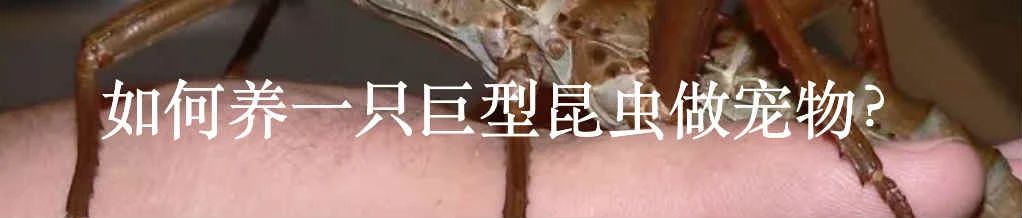 对巨型的超现实主义迷恋 超现实主义 利维坦 人类 进步史 奇观 莱布尼茨 洛克 培根 西方 历史 崇真艺客