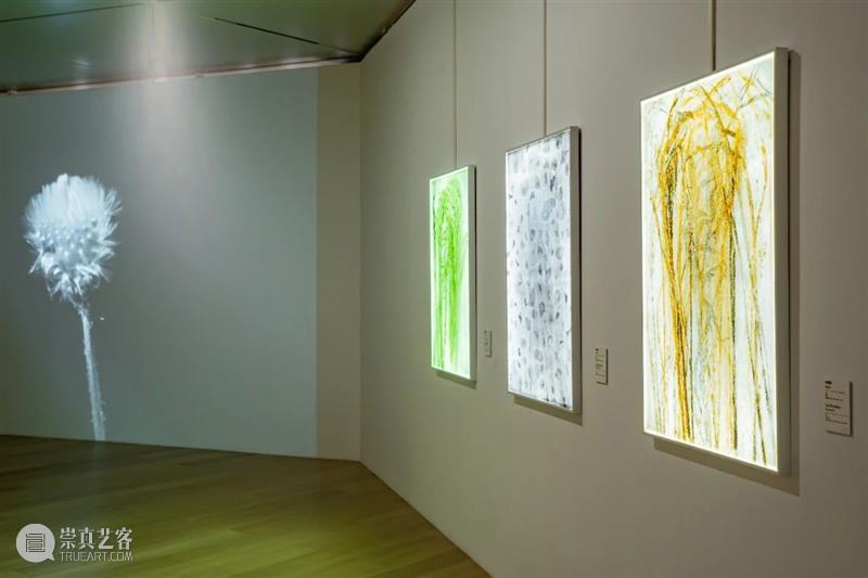 植物生命与时间回忆交织,“以花之名”蔓延生长 植物 生命 时间 作品 陈丹燕 律令 明珠美术馆 现场 刘真辰 系列 崇真艺客