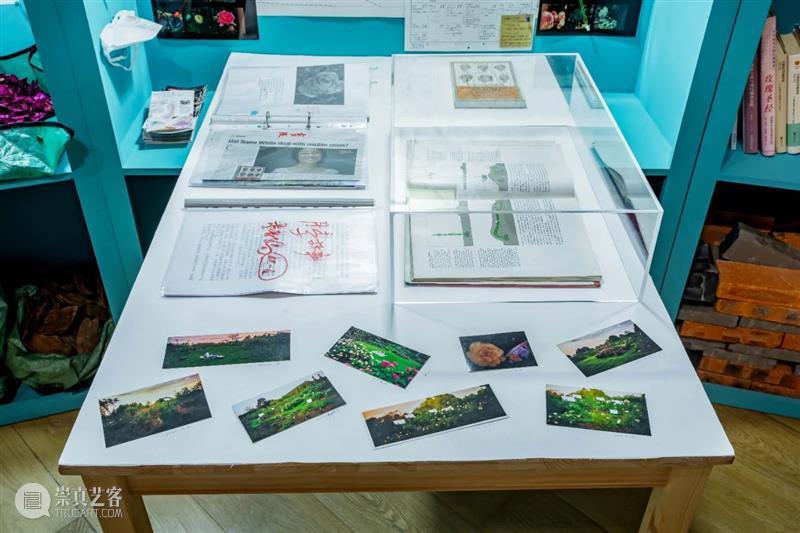 植物生命与时间回忆交织,“以花之名”蔓延生长 植物 生命 时间 作品 陈丹燕 律令 明珠美术馆 现场 刘真辰 系列 崇真艺客