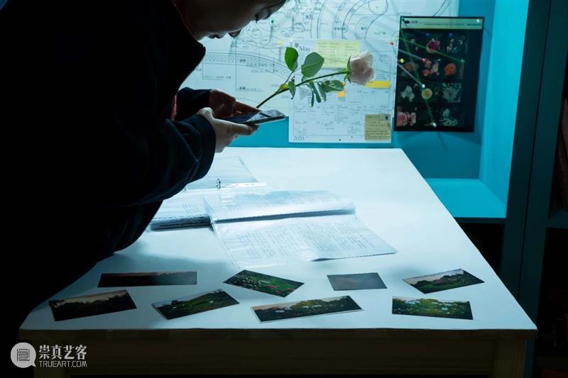 植物生命与时间回忆交织,“以花之名”蔓延生长 植物 生命 时间 作品 陈丹燕 律令 明珠美术馆 现场 刘真辰 系列 崇真艺客