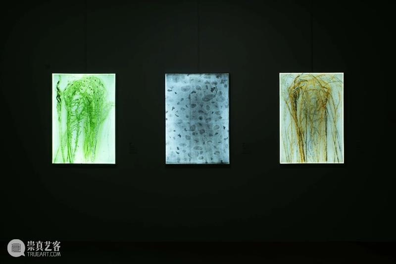 植物生命与时间回忆交织,“以花之名”蔓延生长 植物 生命 时间 作品 陈丹燕 律令 明珠美术馆 现场 刘真辰 系列 崇真艺客