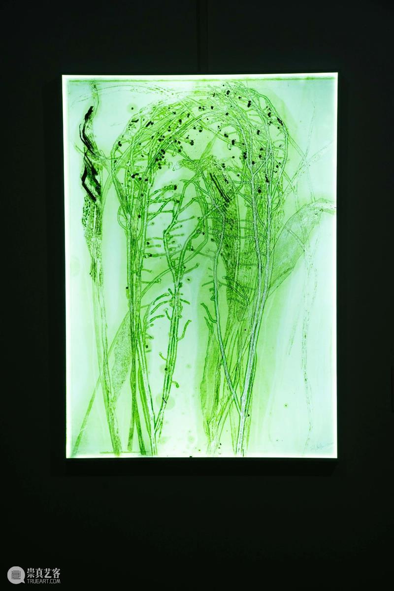 植物生命与时间回忆交织,“以花之名”蔓延生长 植物 生命 时间 作品 陈丹燕 律令 明珠美术馆 现场 刘真辰 系列 崇真艺客