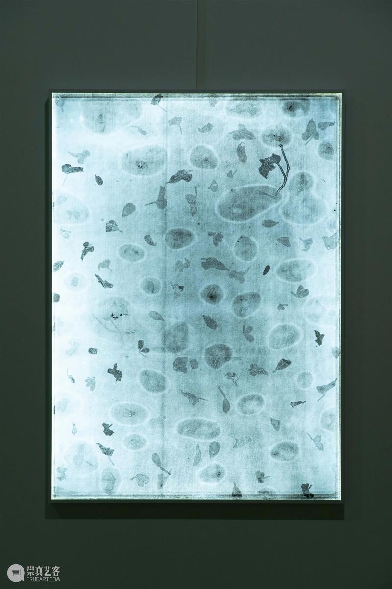 植物生命与时间回忆交织，“以花之名”蔓延生长 植物 生命 时间 作品 陈丹燕 律令 明珠美术馆 现场 刘真辰 系列 崇真艺客