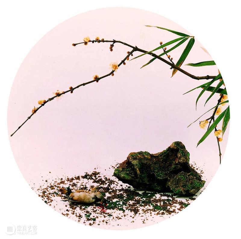 SCôP Conversation | 摄影从中国传统绘画那获得了多少灵感,又走了多少弯路? 中国 灵感 弯路 传统 五针松 系列 记忆 洪磊 以来 作品 崇真艺客