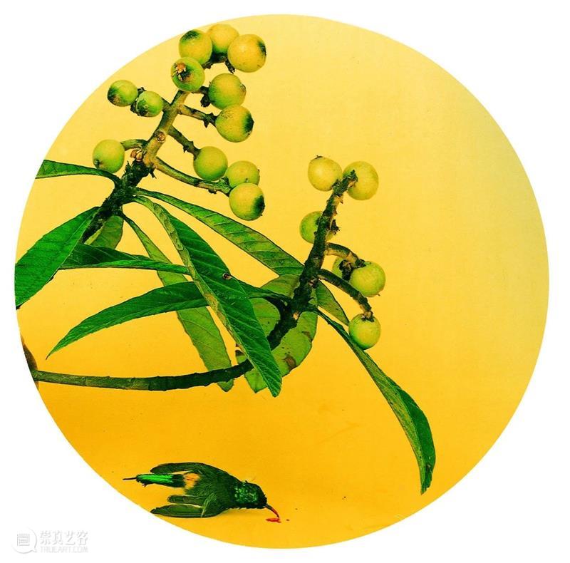 SCôP Conversation | 摄影从中国传统绘画那获得了多少灵感,又走了多少弯路? 中国 灵感 弯路 传统 五针松 系列 记忆 洪磊 以来 作品 崇真艺客