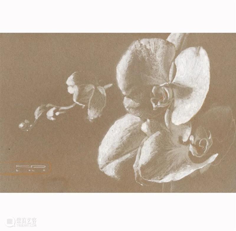 追光吧~ 崇真艺客