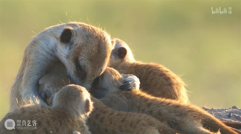 豆瓣9.2，这新出顶级神片，猛男必看！ 豆瓣 神片 猛男 BBC 纪录片 冰冻地球 地球脉动 蓝色星球2 我们的星球 水平 崇真艺客