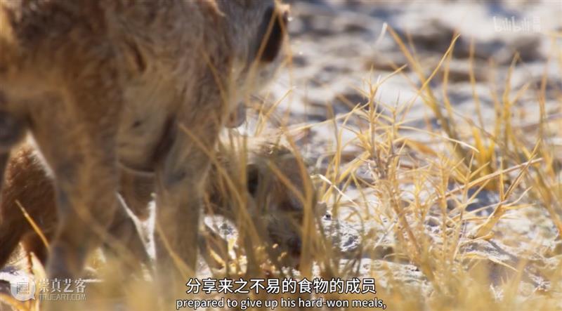 豆瓣9.2，这新出顶级神片，猛男必看！ 豆瓣 神片 猛男 BBC 纪录片 冰冻地球 地球脉动 蓝色星球2 我们的星球 水平 崇真艺客