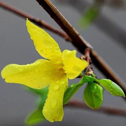 【花花视界】它不算画家的宠儿，却在百花中排第一 花花 视界 百花 画家 宠儿 经过冬 春到人间 草木 花花草草 日子 崇真艺客