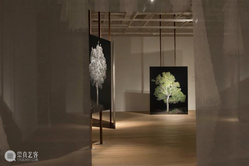 CGK展览回顾|李季:树 李季 CGK 昆明 当代美术馆 艺术家 李季策展人 崔灿灿 展厅 现场 事情 崇真艺客