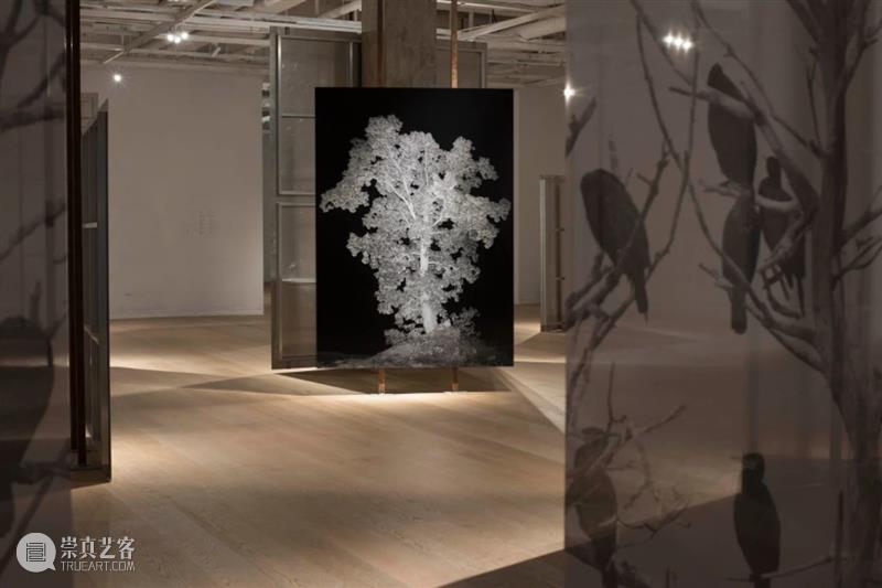 CGK展览回顾|李季:树 李季 CGK 昆明 当代美术馆 艺术家 李季策展人 崔灿灿 展厅 现场 事情 崇真艺客