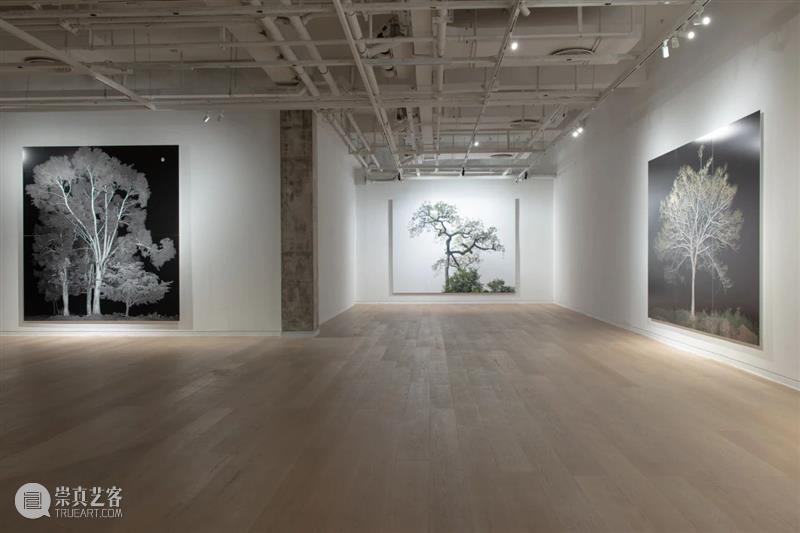 CGK展览回顾|李季:树 李季 CGK 昆明 当代美术馆 艺术家 李季策展人 崔灿灿 展厅 现场 事情 崇真艺客