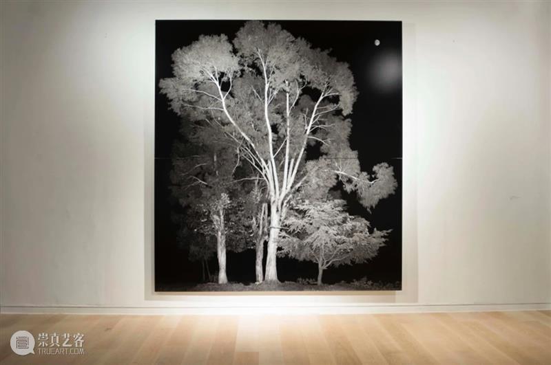 CGK展览回顾|李季:树 李季 CGK 昆明 当代美术馆 艺术家 李季策展人 崔灿灿 展厅 现场 事情 崇真艺客