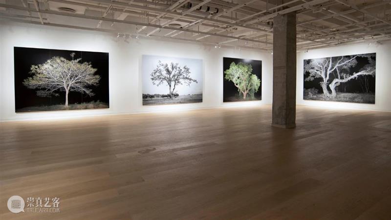 CGK展览回顾|李季:树 李季 CGK 昆明 当代美术馆 艺术家 李季策展人 崔灿灿 展厅 现场 事情 崇真艺客