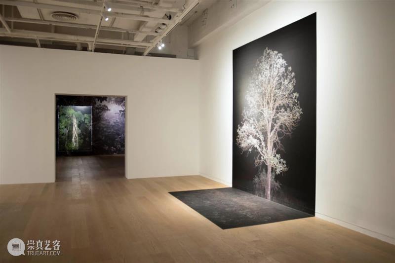 CGK展览回顾|李季:树 李季 CGK 昆明 当代美术馆 艺术家 李季策展人 崔灿灿 展厅 现场 事情 崇真艺客