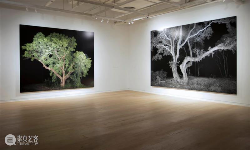CGK展览回顾|李季:树 李季 CGK 昆明 当代美术馆 艺术家 李季策展人 崔灿灿 展厅 现场 事情 崇真艺客