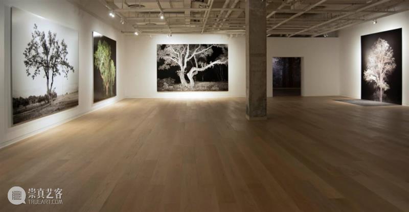 CGK展览回顾|李季:树 李季 CGK 昆明 当代美术馆 艺术家 李季策展人 崔灿灿 展厅 现场 事情 崇真艺客
