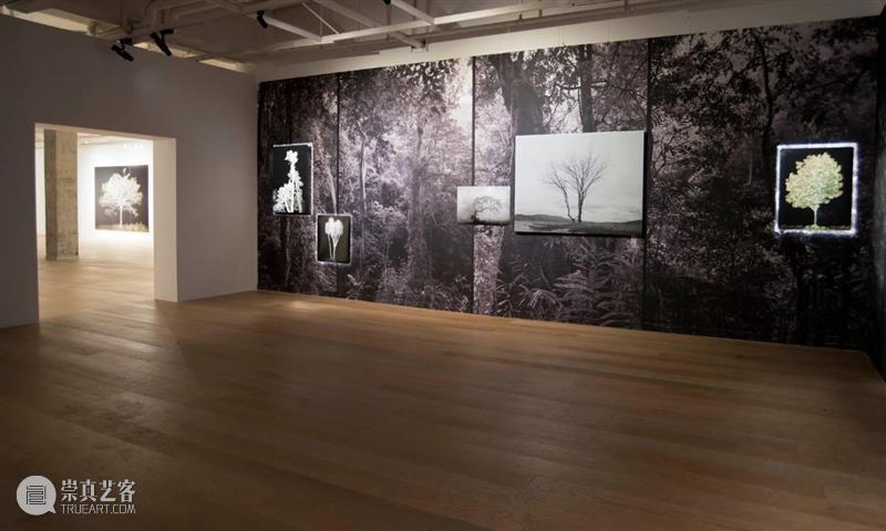 CGK展览回顾|李季:树 李季 CGK 昆明 当代美术馆 艺术家 李季策展人 崔灿灿 展厅 现场 事情 崇真艺客