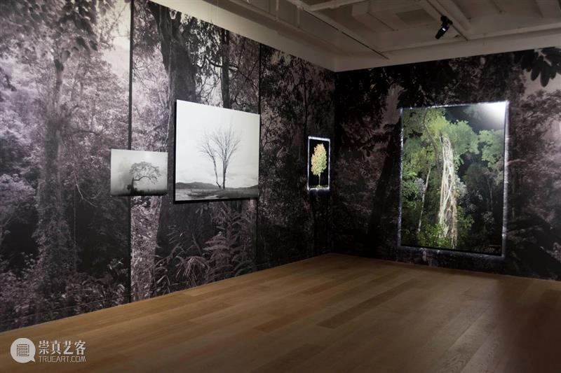 CGK展览回顾|李季:树 李季 CGK 昆明 当代美术馆 艺术家 李季策展人 崔灿灿 展厅 现场 事情 崇真艺客