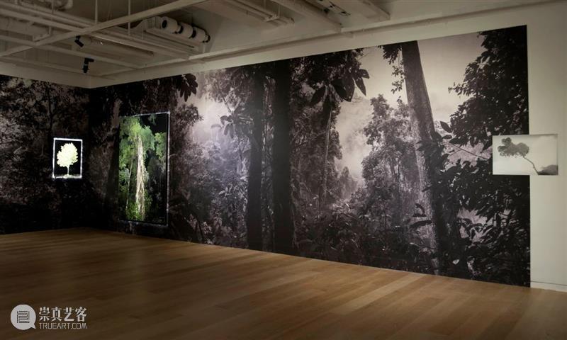 CGK展览回顾|李季:树 李季 CGK 昆明 当代美术馆 艺术家 李季策展人 崔灿灿 展厅 现场 事情 崇真艺客
