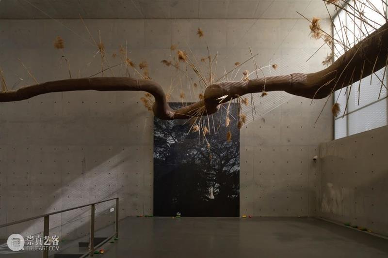 ARARIO NEWS | 陈彧君于龙美术馆举办大型个展《生长 SHENG ZHANG​》 陈彧君 个展 龙美术馆 ARARIO NEWS 阿拉里奥 画廊 艺术家 ZHANG 上海 崇真艺客