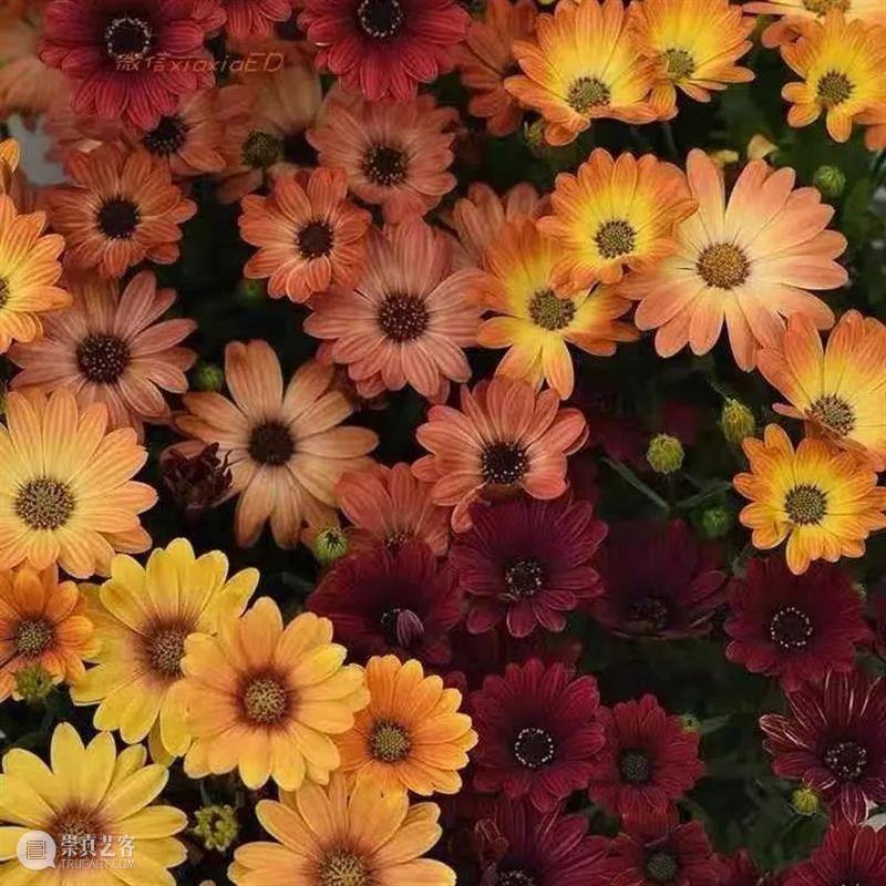 【保利拍卖】案上有花 福喜具加 保利拍卖 福喜 小年 新春佳节 节日 序曲 品种 年货 年宵花 汪曾祺 崇真艺客