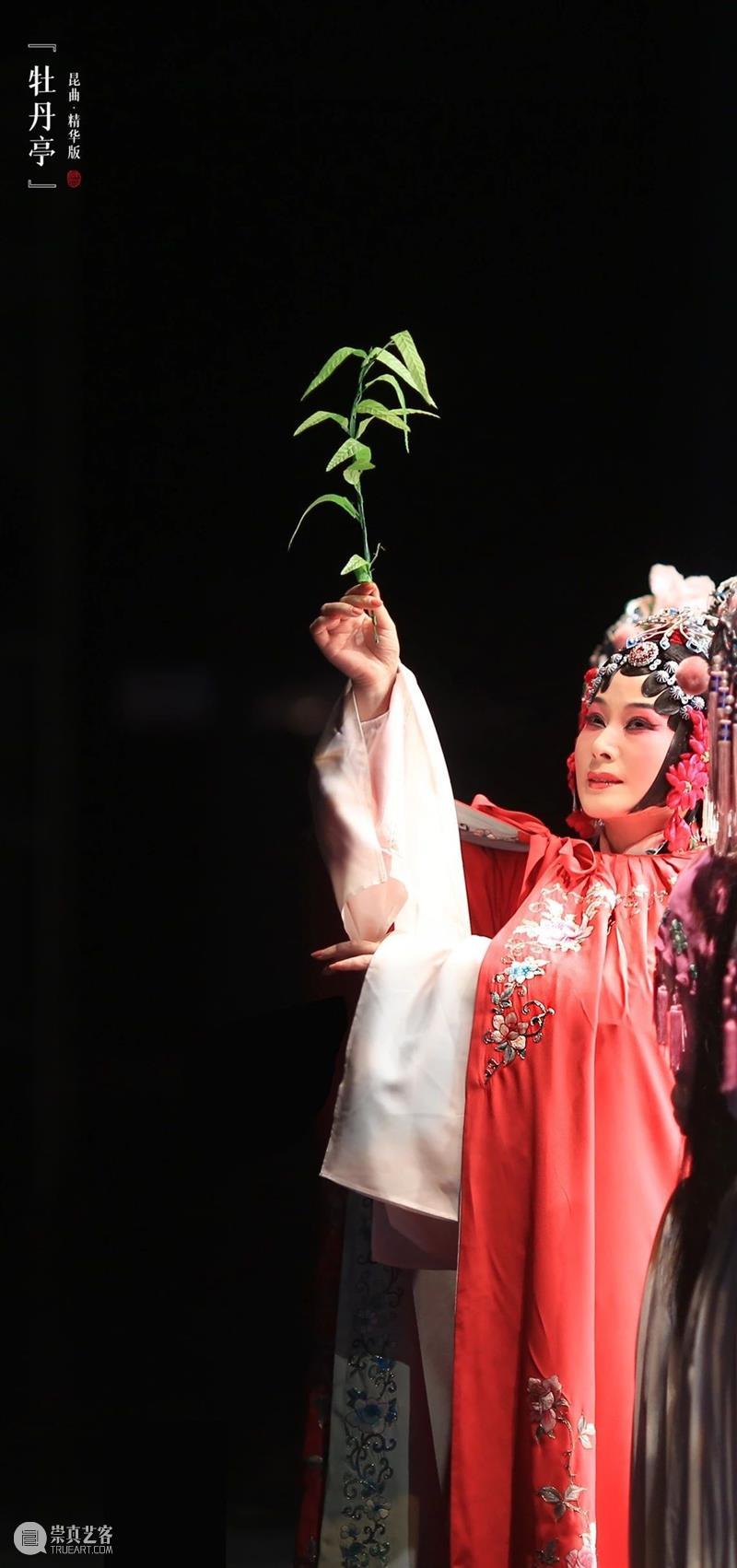 花城看花行大运，三月齐来看“牡丹” 花城看花行大运 牡丹 花街 广州 节目 逛花市 迎春花市 特色 传统 广东 崇真艺客