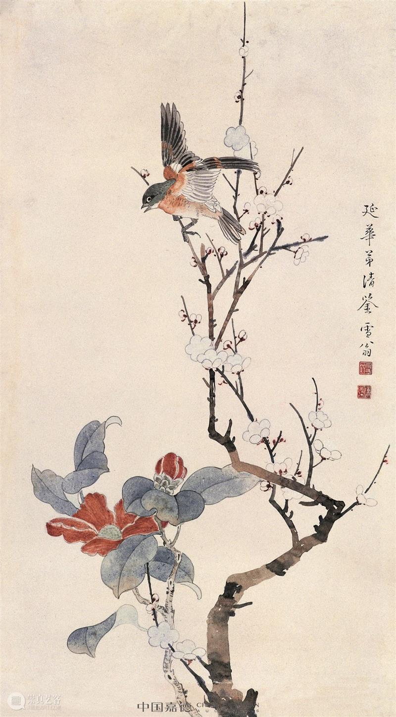 【花花视界】 山茶花开春未归,春归正值花盛时 花花 视界 山茶花开春 春归正值花盛时 山茶花 花卉 重瓣 红色 白色 北魏 崇真艺客