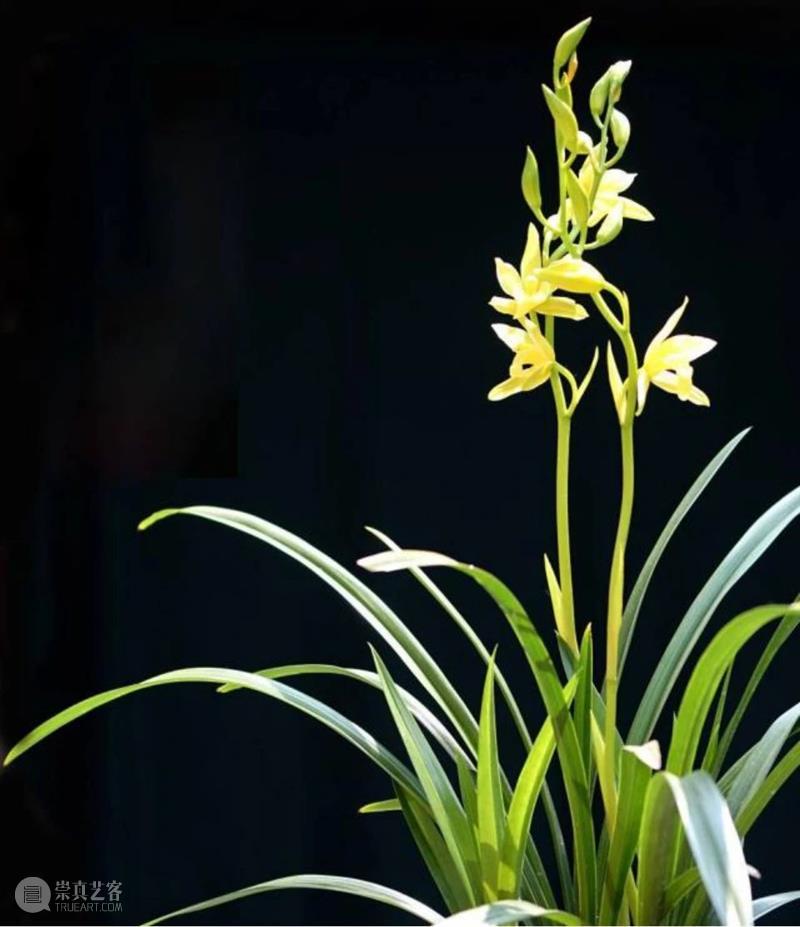 【花花视界】清雅幽兰 花中君子  晨曦微露 幽兰 花花 视界 花中君子 兰花 象征 人们 古人 梅花 菊花 崇真艺客