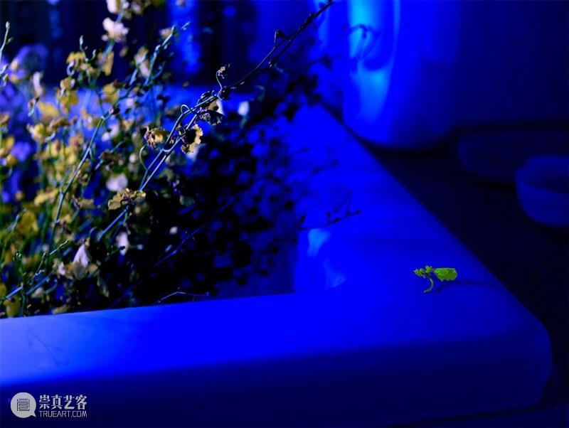 展览预告 | 胡介鸣:格物·2020 胡介鸣 格物 Jieming格物 系列 紫色 No.28摄影 The Things 时间 Dates 崇真艺客