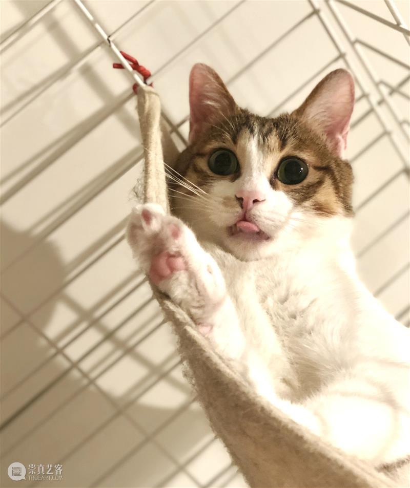一个美术馆的基本素养:有猫大家吸! 美术馆 素养 伙伴 一只猫 以上 海明威 喵星人 上海民生现代美术馆 合家 日子 崇真艺客
