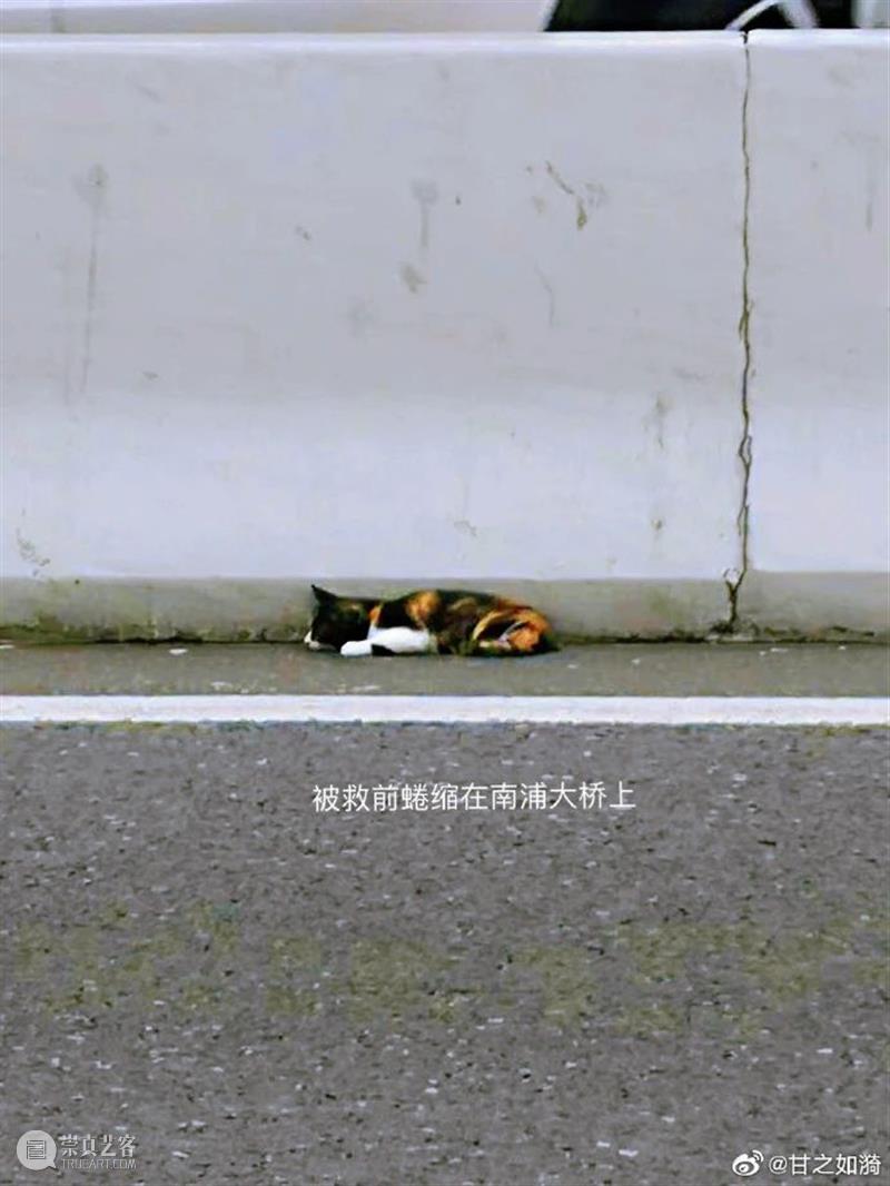 一个美术馆的基本素养:有猫大家吸! 美术馆 素养 伙伴 一只猫 以上 海明威 喵星人 上海民生现代美术馆 合家 日子 崇真艺客