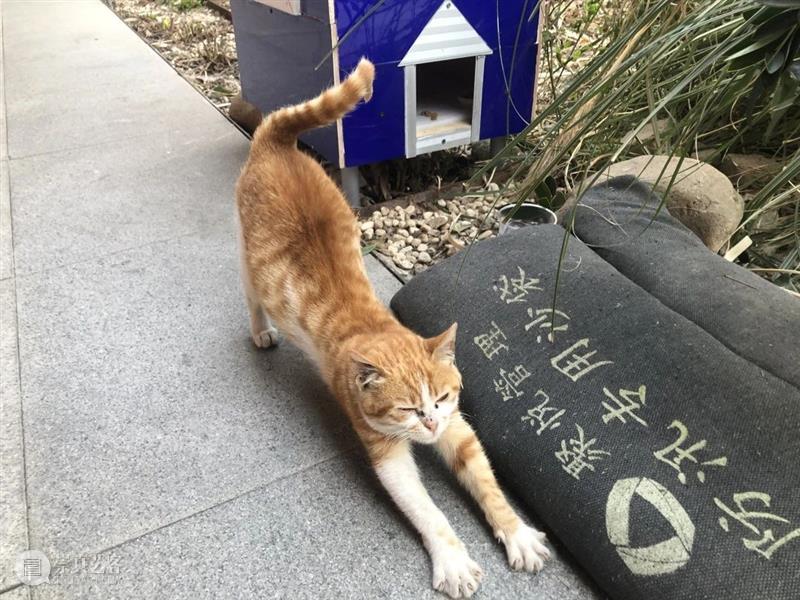 一个美术馆的基本素养:有猫大家吸! 美术馆 素养 伙伴 一只猫 以上 海明威 喵星人 上海民生现代美术馆 合家 日子 崇真艺客