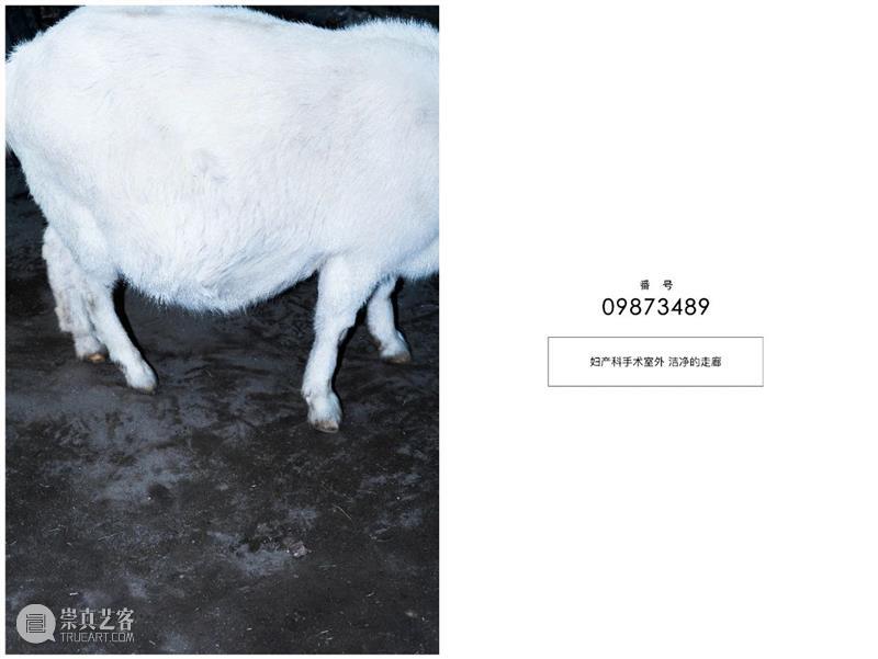 【展讯】魏子涵个展——野毛山假象 | 三影堂无界项目 魏子涵 个展 假象 展讯 三影堂 项目 艺术家 策展人 肖瑞 艺术 崇真艺客