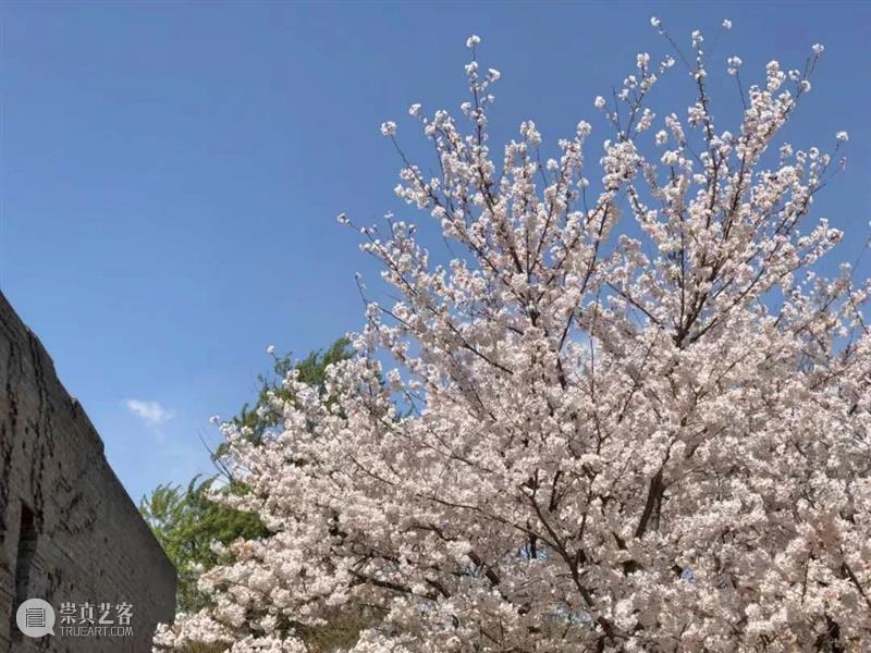 「樱·影园游会」展商招募｜来和樱花约会吧！ 展商 影园 樱花 时间 展位 地点 三影堂摄影艺术中心庭院 北京市朝阳区 草场地 万物 崇真艺客