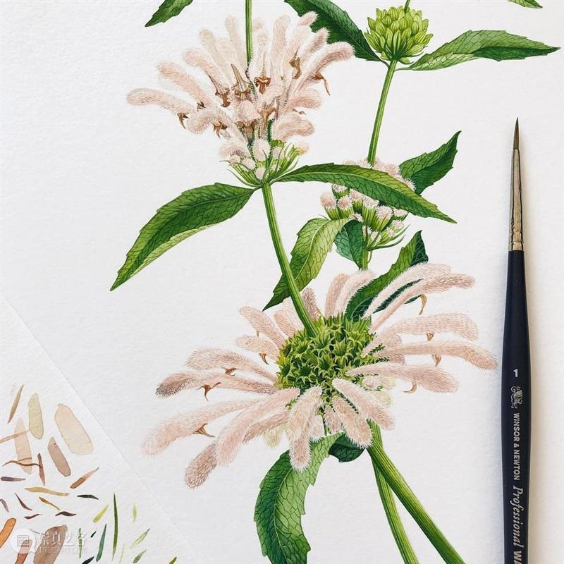 水彩里的动物世界，好神奇 ！—— Georgina Taylor 作品 水彩 动物 世界 Georgina Taylor 作品 END 崇真艺客