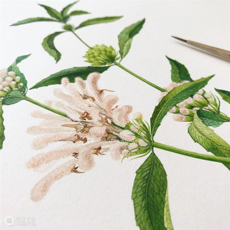 水彩里的动物世界，好神奇 ！—— Georgina Taylor 作品 水彩 动物 世界 Georgina Taylor 作品 END 崇真艺客