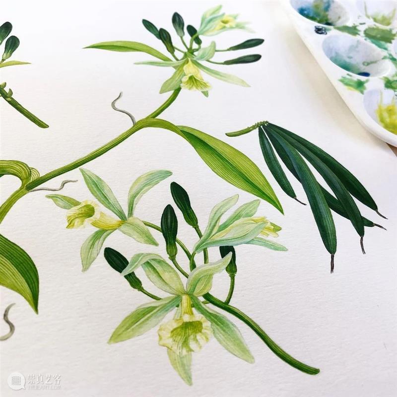 水彩里的动物世界，好神奇 ！—— Georgina Taylor 作品 水彩 动物 世界 Georgina Taylor 作品 END 崇真艺客