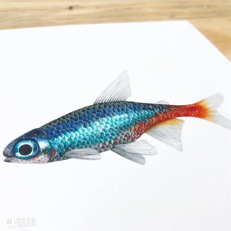 水彩里的动物世界，好神奇 ！—— Georgina Taylor 作品 水彩 动物 世界 Georgina Taylor 作品 END 崇真艺客
